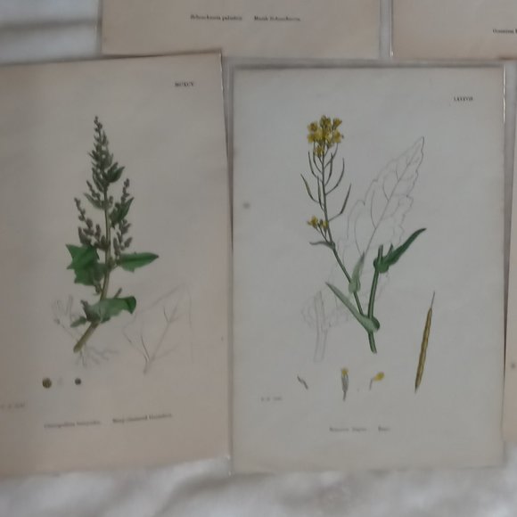 Vintage 1870 Botanical Prints Collectible - Picture 12 of 14